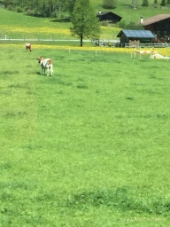 Swiss dairy cows
